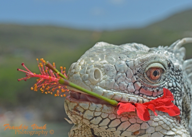 iguana with hibiscus, Curacao 2016003 FVP